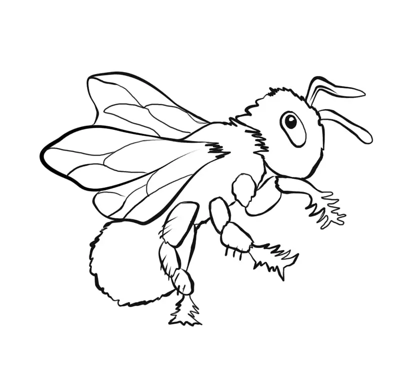 Desenho de contorno de uma abelha voadora com corpo arredondado e peludo, olhos grandes e patas com pequenos espinhos naturais.