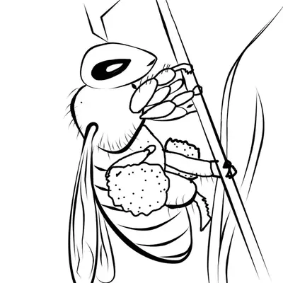 Desenho de contorno de uma abelha realista agarrada a um caule de planta, com uma grande massa de pólen visível na pata traseira.