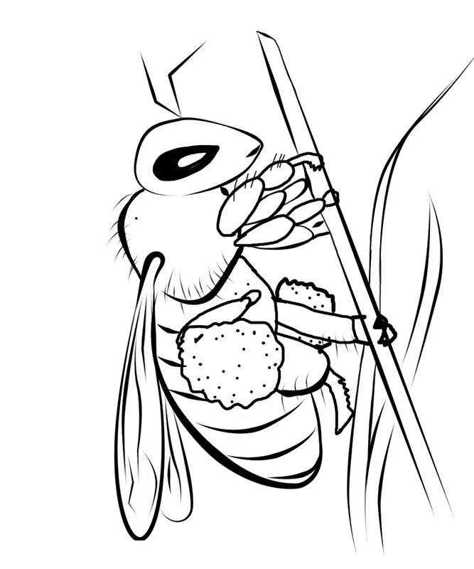 Desenho de contorno de uma abelha realista agarrada a um caule de planta, com uma grande massa de pólen visível na pata traseira.