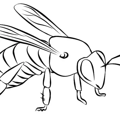 Desenho de contorno de uma abelha realista vista de lado, com foco nas pernas traseiras com cerdas, abdômen listrado e asas longas.