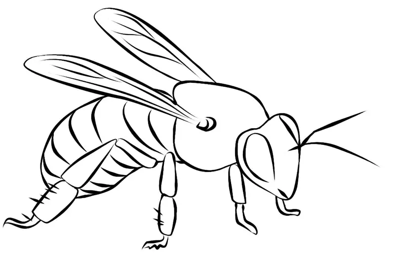 Desenho de contorno de uma abelha realista vista de lado, com foco nas pernas traseiras com cerdas, abdômen listrado e asas longas.