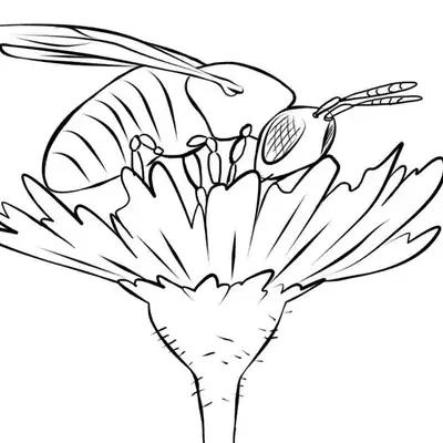 Desenho de contorno preto e branco de uma abelha vista de lado sobre uma flor, mostrando detalhes das antenas, olhos e corpo listrado.