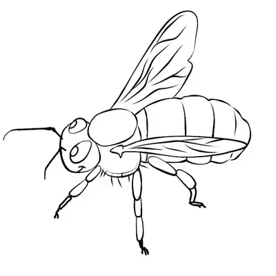 Desenho de contorno de uma abelha realista vista de lado, mostrando antenas, olhos grandes, corpo segmentado e asas finas.