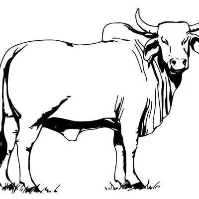 Desenho de contorno realista de um boi da raça Nelore, com cupim pronunciado, chifres grandes curvados e sombras detalhadas.