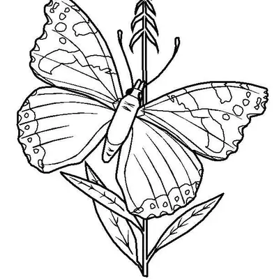 Desenho de contorno de uma borboleta pousada de lado em um ramo de planta, exibindo detalhes das asas e antenas finas.