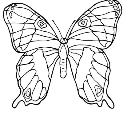 Desenho de contorno de uma borboleta com asas detalhadas por linhas de veios naturais e pequenas formas geométricas nas pontas inferiores.