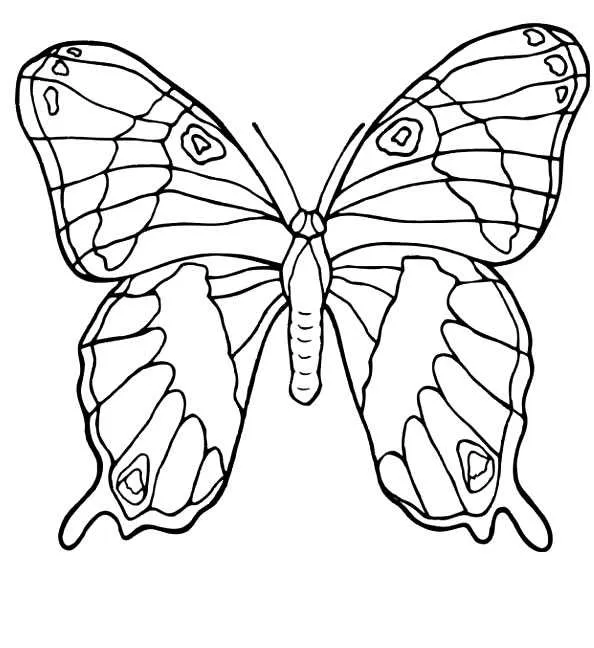 Desenho de contorno de uma borboleta com asas detalhadas por linhas de veios naturais e pequenas formas geométricas nas pontas inferiores.