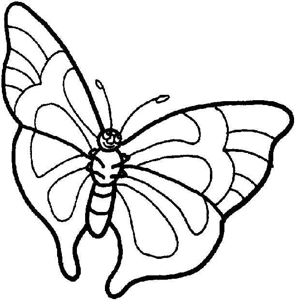 Desenho de contorno de uma borboleta vista de lado com as asas estendidas e corpo segmentado, pronta para colorir.