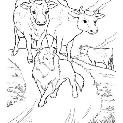Desenho de contorno realista de um cachorro de pelagem longa, como um Border Collie, à frente de três vacas em um caminho de terra.