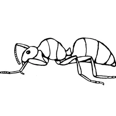 Desenho de contorno em preto e branco de uma formiga vista de lado, mostrando claramente suas antenas, pernas articuladas e corpo segmentado.
