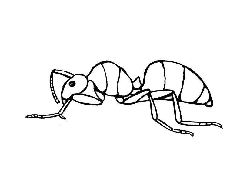 Desenho de contorno em preto e branco de uma formiga vista de lado, mostrando claramente suas antenas, pernas articuladas e corpo segmentado.