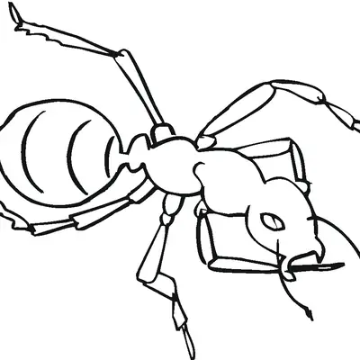 Desenho de contorno em preto e branco de uma formiga vista de cima e de lado, com foco nas mandíbulas, antenas e abdômen listrado.