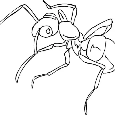 Desenho de contorno em preto e branco de uma formiga vista em um ângulo inclinado, mostrando detalhes da cabeça, tórax e abdômen segmentado.