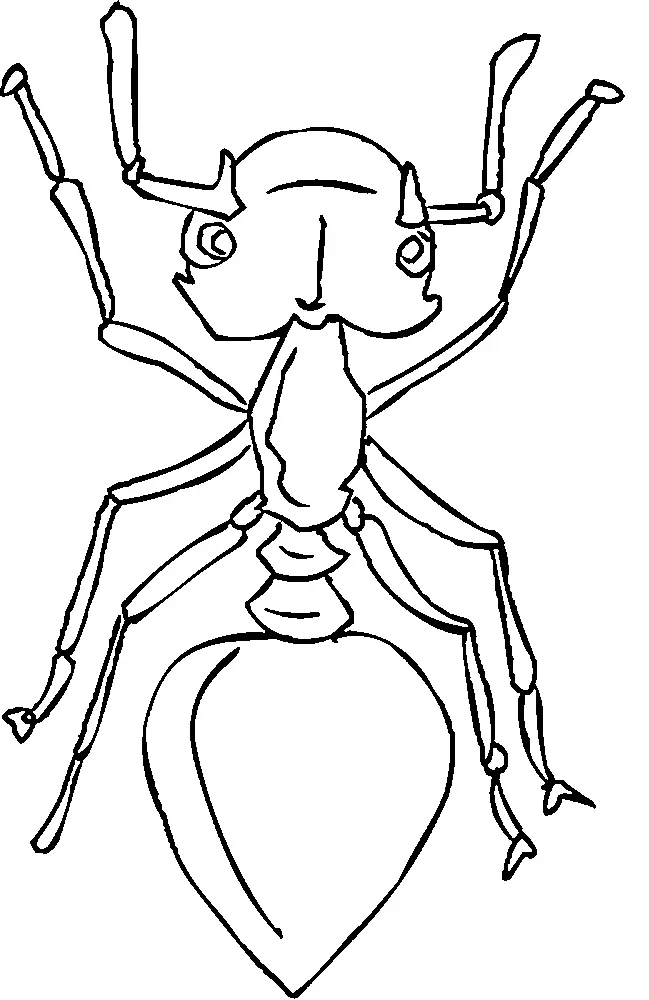 Desenho de contorno em preto e branco de uma formiga em vista frontal, mostrando a cabeça larga com olhos pequenos e abdômen em formato de coração.