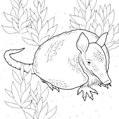 Desenho de contorno em preto e branco de um tatu caminhando para a direita, cercado por plantas de folhas longas e solo pontilhado.