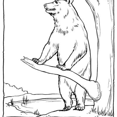 Desenho de contorno de um urso pardo em pé, apoiando as patas dianteiras em um galho de árvore, com um rio e arbustos ao fundo.