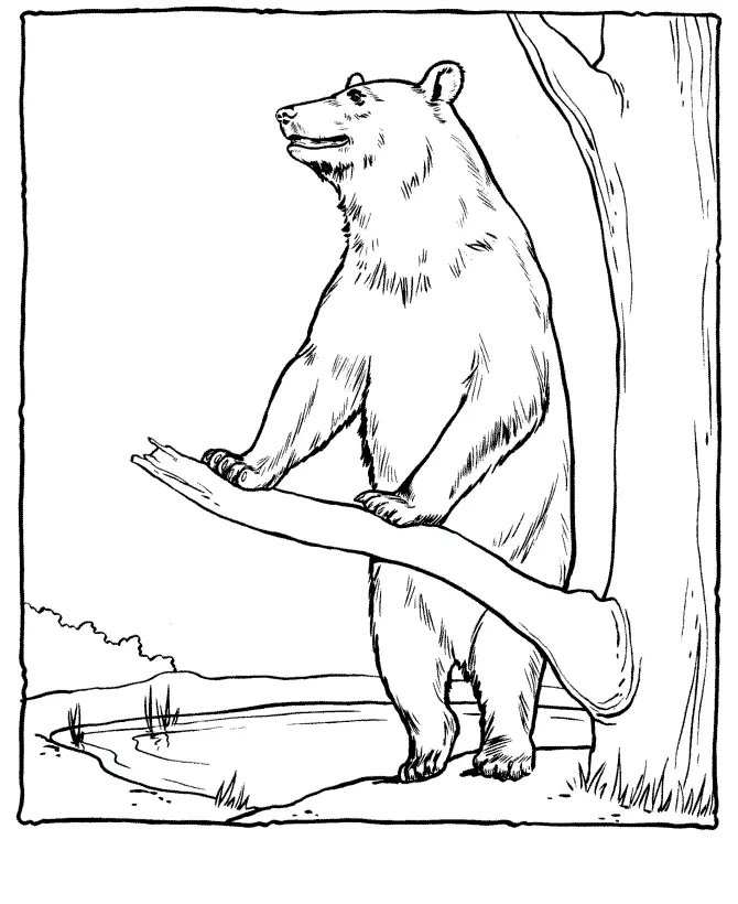 Desenho de contorno de um urso pardo em pé, apoiando as patas dianteiras em um galho de árvore, com um rio e arbustos ao fundo.