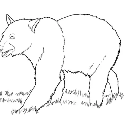 Desenho de contorno de um urso pardo de perfil caminhando sobre um gramado, com traços simples e expressivos para colorir.