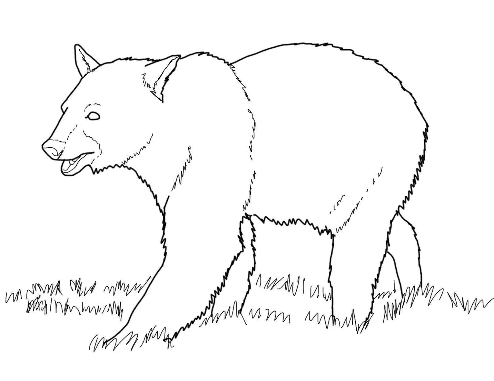 Desenho de contorno de um urso pardo de perfil caminhando sobre um gramado, com traços simples e expressivos para colorir.