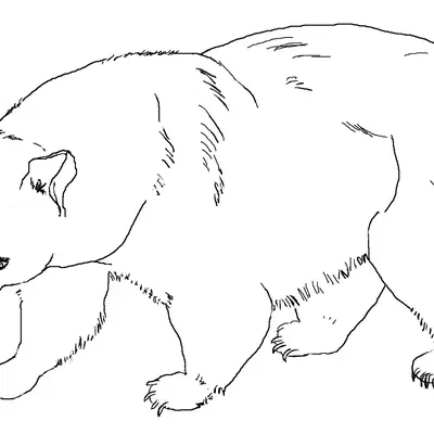 Desenho de contorno em preto e branco de um urso pardo de perfil, caminhando para a esquerda, com detalhes de pelos nas patas e pescoço.