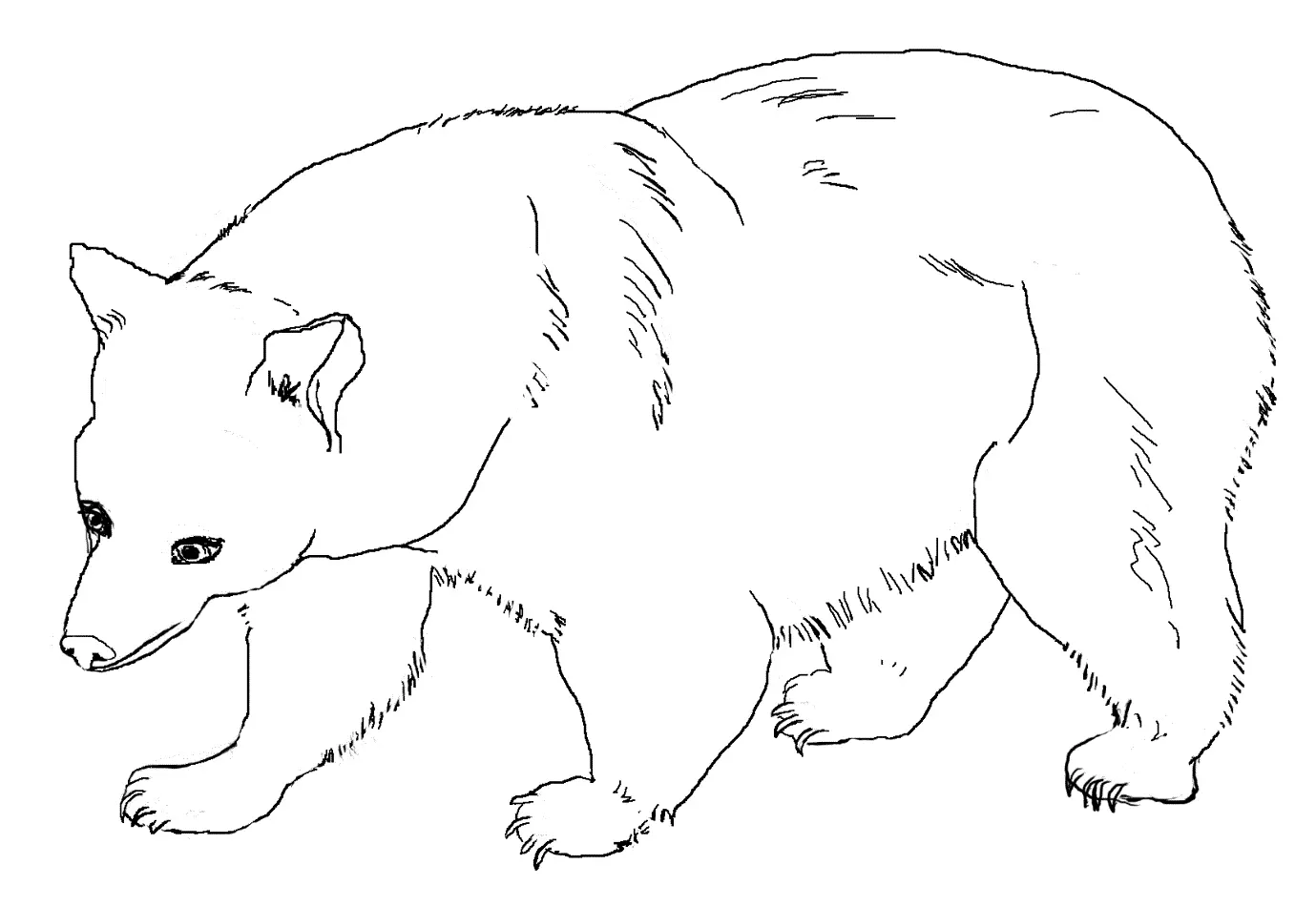 Desenho de contorno em preto e branco de um urso pardo de perfil, caminhando para a esquerda, com detalhes de pelos nas patas e pescoço.