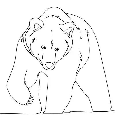 Desenho de contorno de um urso pardo visto de frente, com uma pata levantada como se estivesse caminhando, focinho detalhado e orelhas arredondadas.