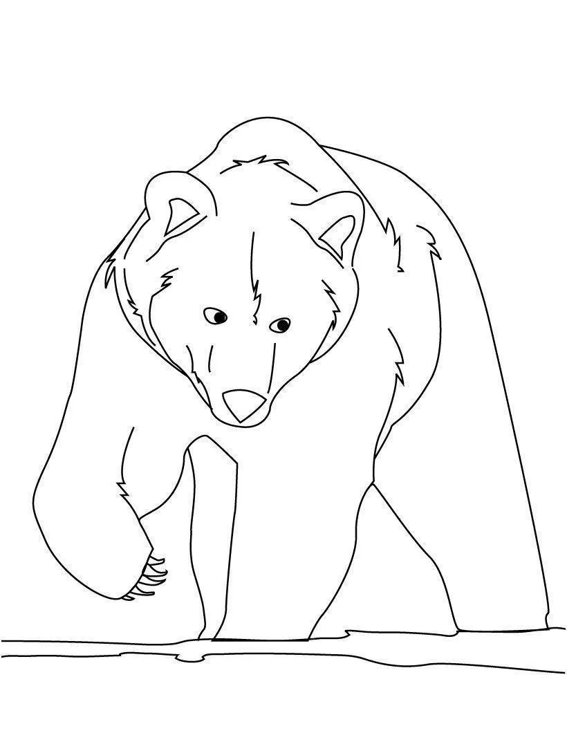 Desenho de contorno de um urso pardo visto de frente, com uma pata levantada como se estivesse caminhando, focinho detalhado e orelhas arredondadas.