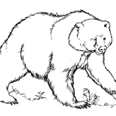 Desenho com traços detalhados e artísticos de um urso pardo caminhando sobre a grama, com foco na textura realista da pelagem.