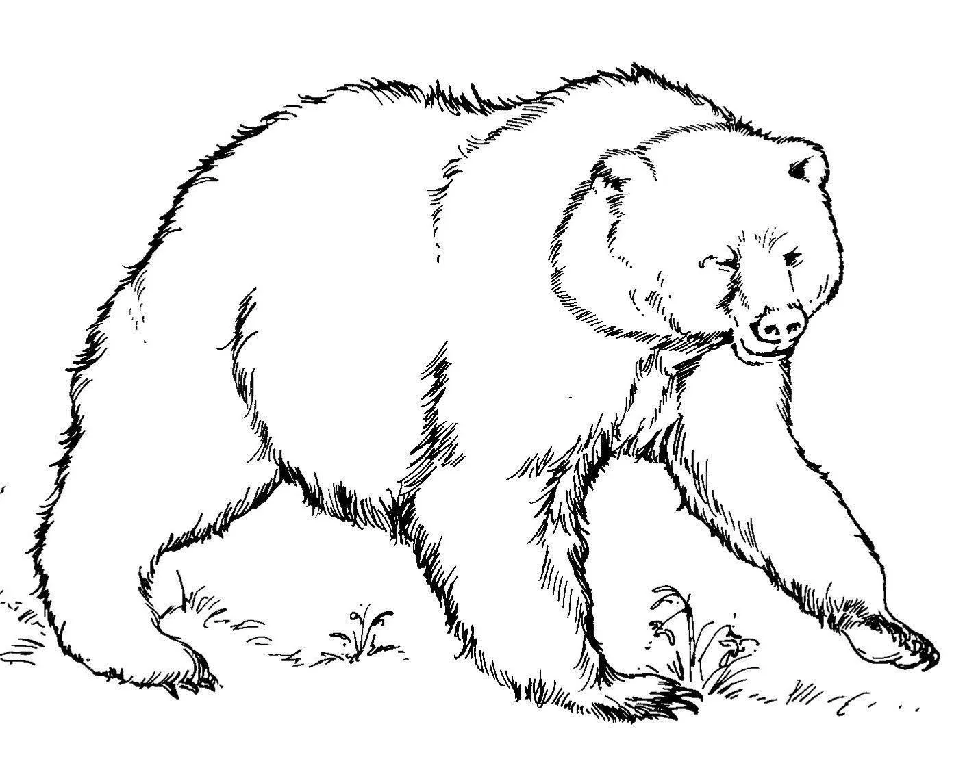 Desenho com traços detalhados e artísticos de um urso pardo caminhando sobre a grama, com foco na textura realista da pelagem.