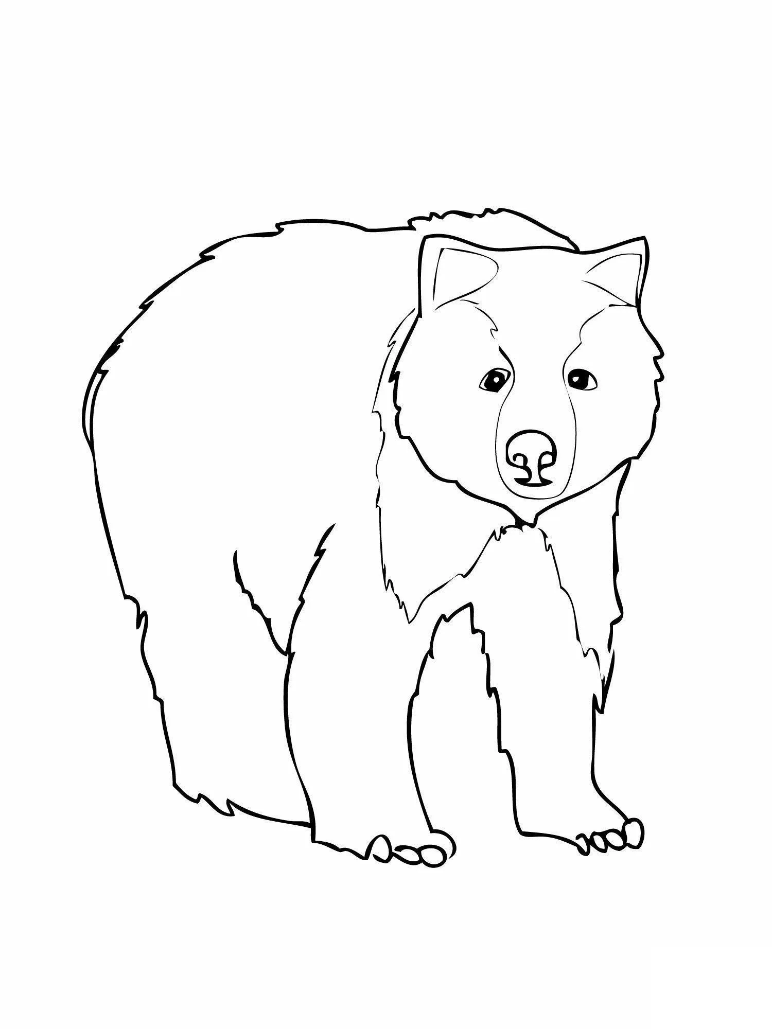 Desenho de contorno preto e branco de um urso pardo em pé de frente, com foco na sua estrutura corporal robusta e face expressiva.