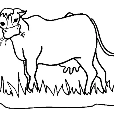Desenho de contorno de uma vaca de perfil com grama na boca, em pé sobre um gramado, estilo realista simples.