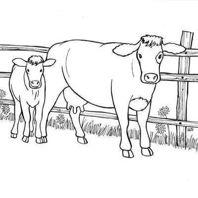 Desenho de contorno realista de uma vaca e um bezerro em pé diante de uma cerca de madeira com flores no gramado.