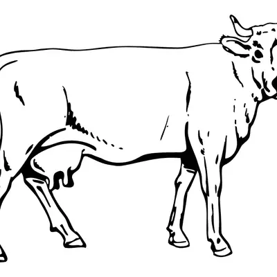 Desenho de contorno de uma vaca adulta vista de perfil, com úbere visível, chifres pequenos e corpo liso para criar manchas.