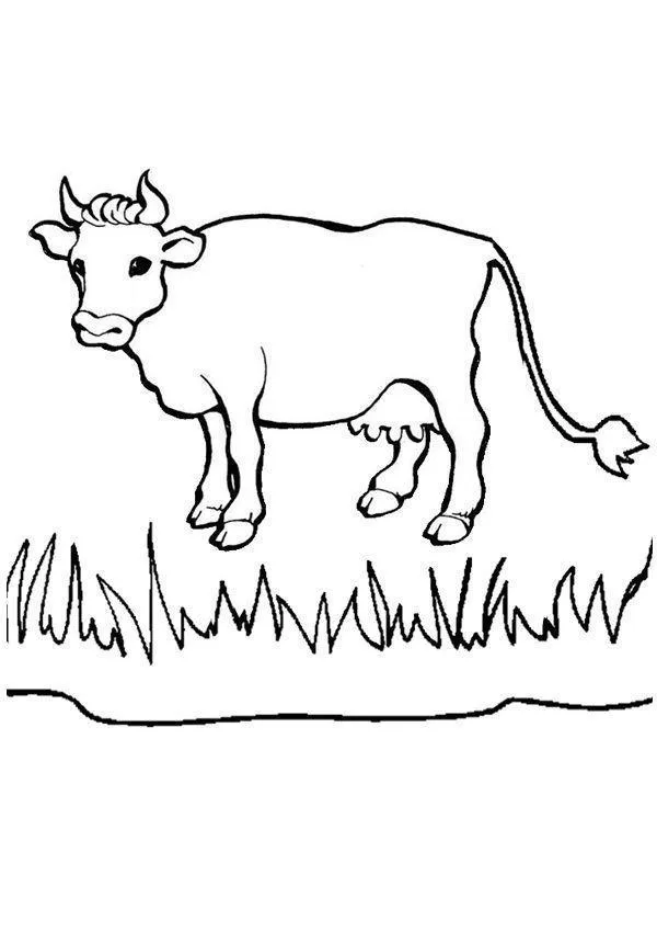 Desenho de contorno de uma vaca adulta em pé sobre grama alta, com chifres pequenos e corpo sem manchas, em estilo realista.
