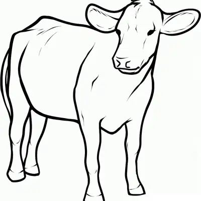 Desenho de contorno de uma vaca em pé, vista de frente e lado, com grandes orelhas e corpo sem manchas, estilo realista simples.