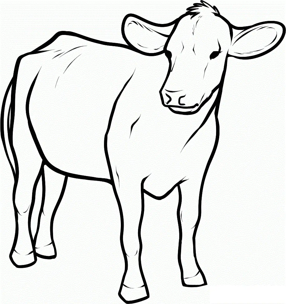 Desenho de contorno de uma vaca em pé, vista de frente e lado, com grandes orelhas e corpo sem manchas, estilo realista simples.